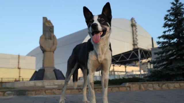 Las enseñanzas de los perros radiactivos de Chernóbil