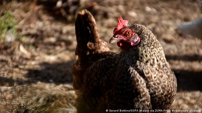 Chile detecta primer caso de gripe aviar en aves de corral