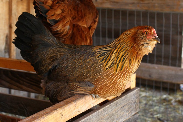 Menos gallinas y por ende menos huevos: Los golpeados números en Chile asociados a este alimento